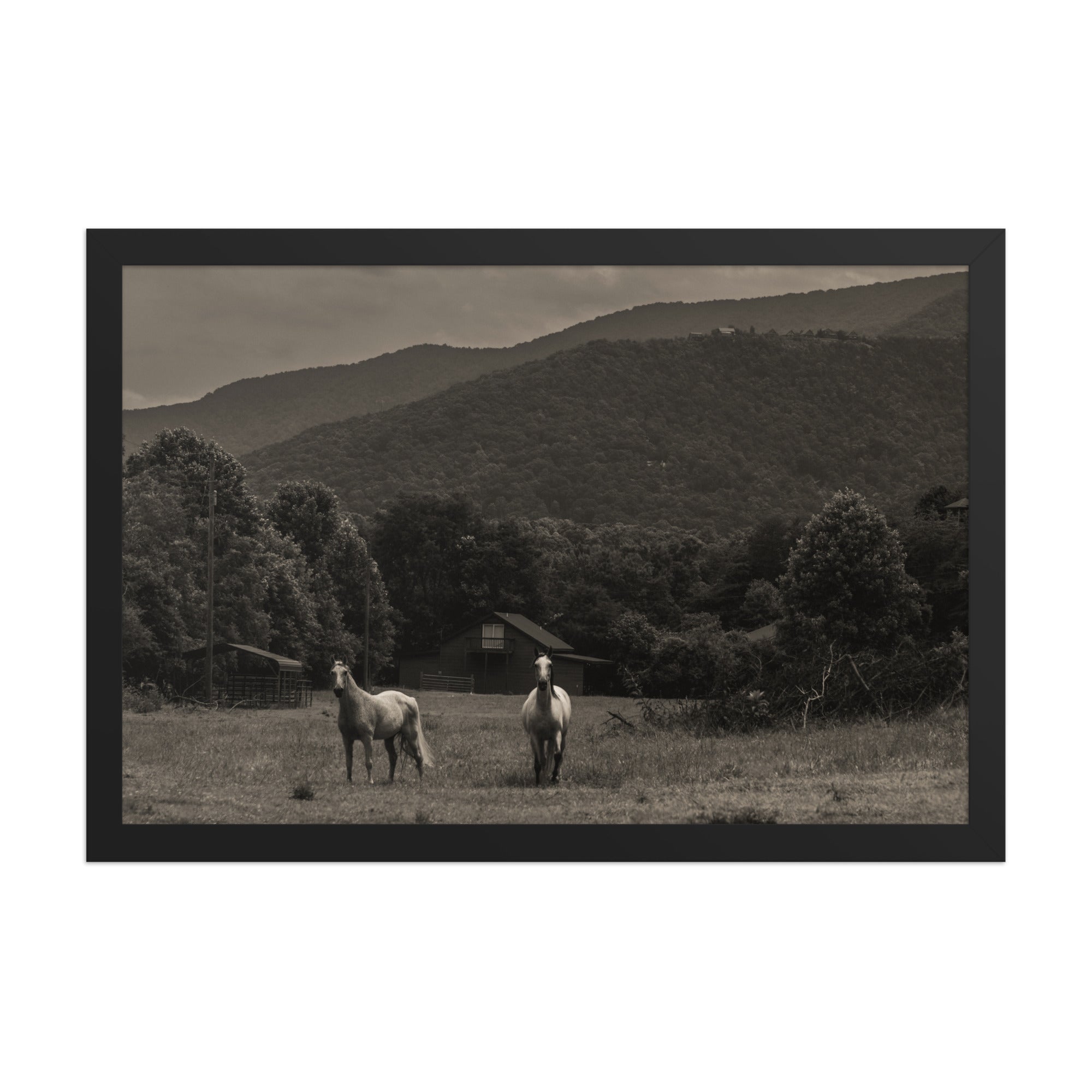 Twin Horses Black and White Framed Poster