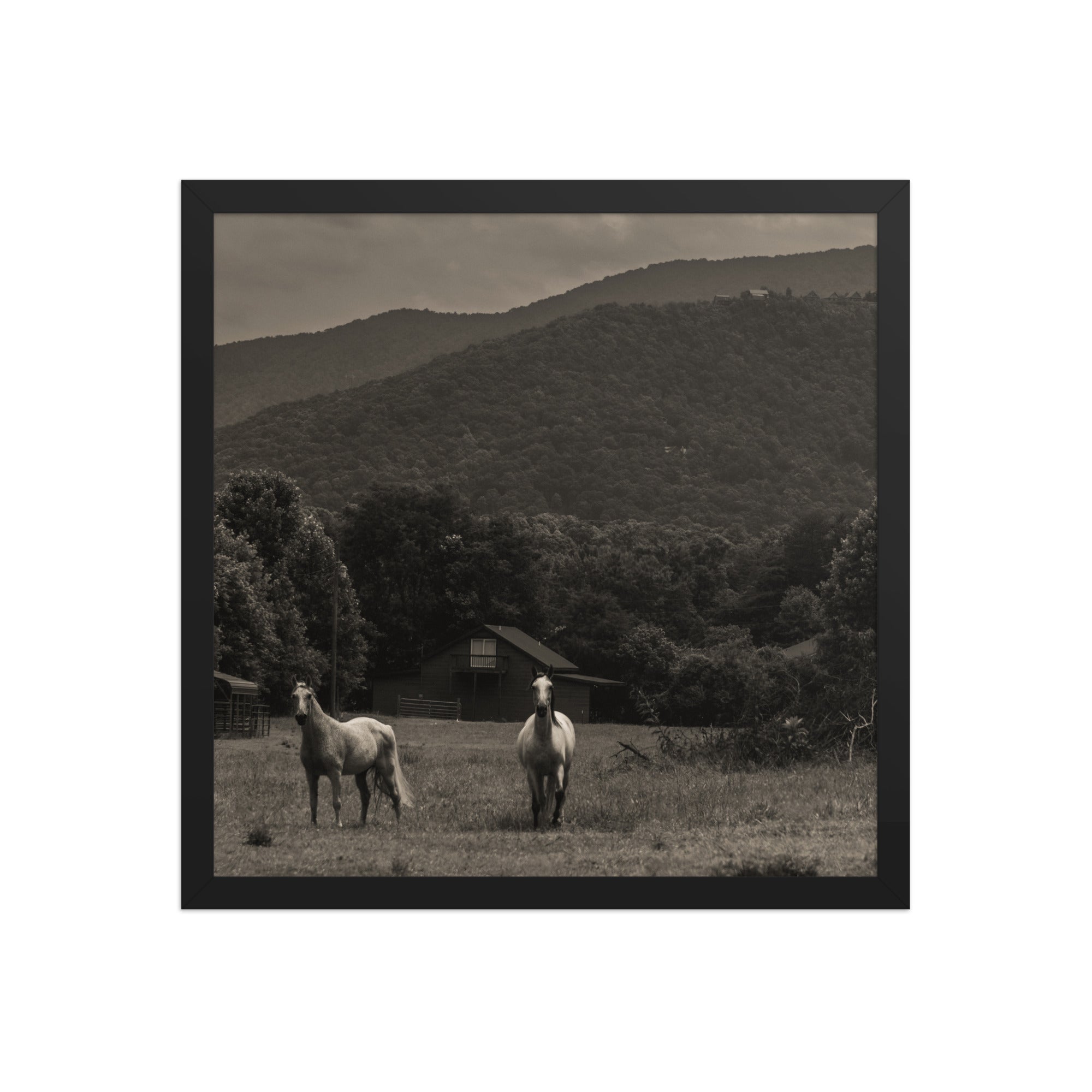 Twin Horses Black and White Framed Poster